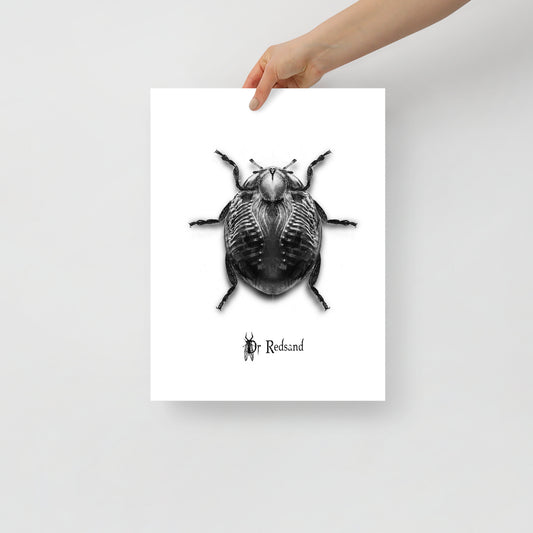 Poster Coccinelle